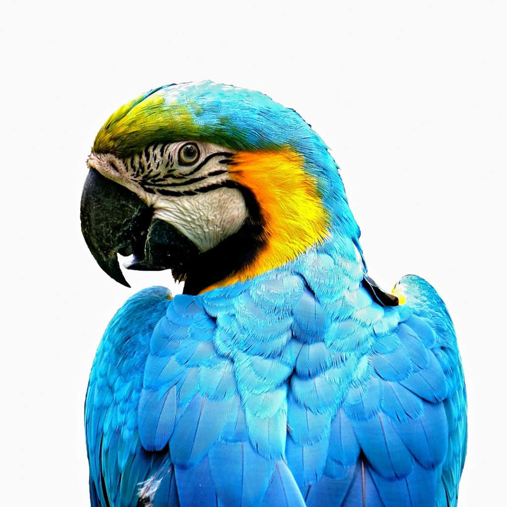 Treinamento para aves