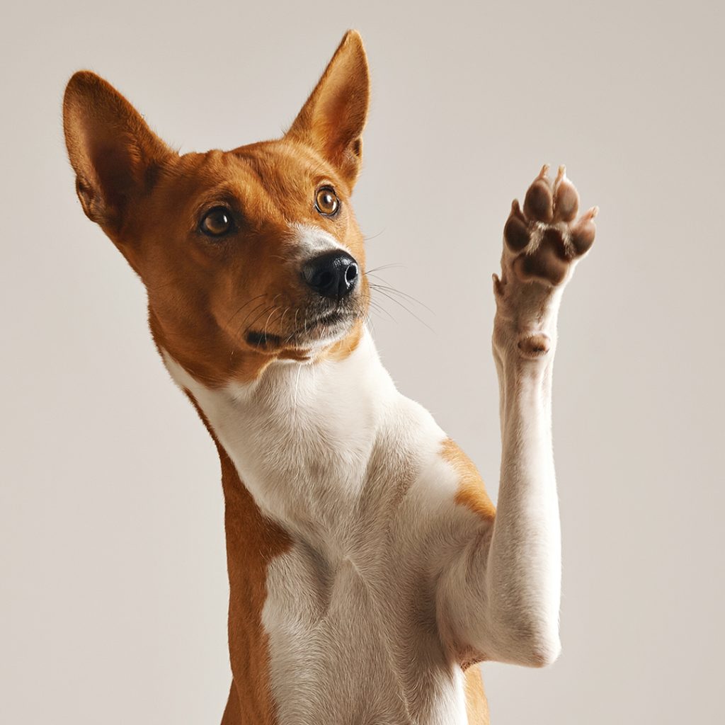 treinamento pra caes, treinamento para cachorro,